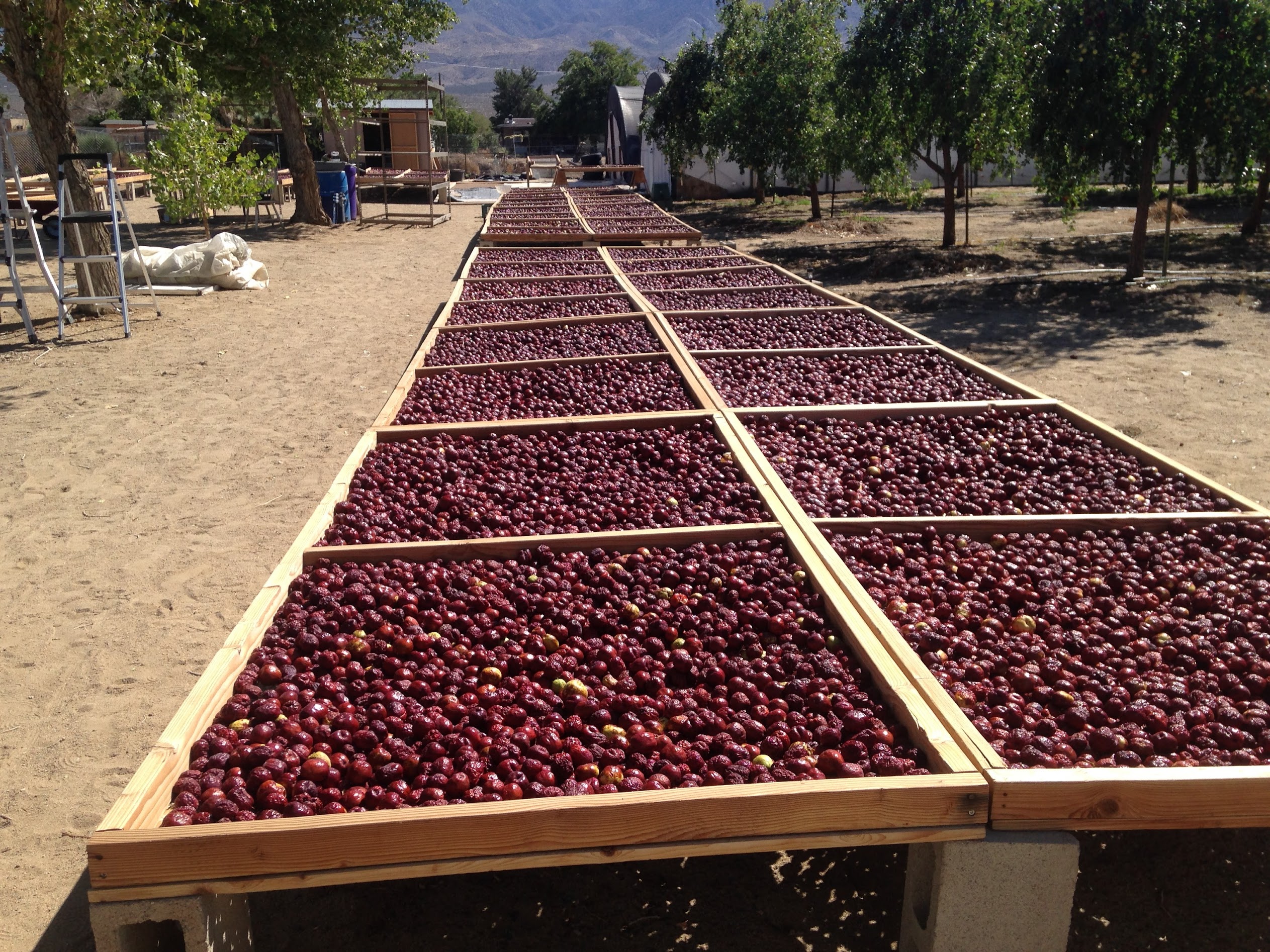 Jujube farm facilities